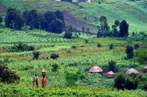 CÃ²ngo. Coltivazioni nella zona di Bukavu.De Agostini Picture Library/S. Vannini