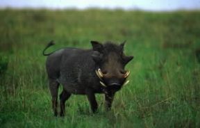 Facocero (Phacochoerus aethiopicus).De Agostini Picture Library/G. SioÃ«n