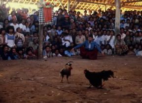 Galli in combattimento a Bali.De Agostini Picture Library/M. Bertinetti