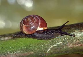 Gasteropodi. Esemplare di Helix hortensis.De Agostini Picture Library/A. Calegari