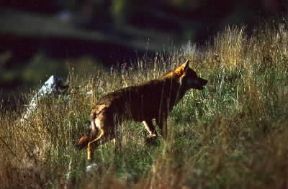 Lupo. Esemplare di Canis lupus italicus.De Agostini Picture Library/P. Jaccod