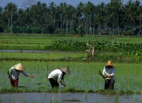 Malaysia. Raccolta di riso, alimento base del Paese, a Butterworth (Penang).De Agostini Picture Library/N. Cirani
