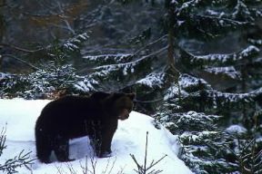 Orso . Esemplare di Ursus arctos.De Agostini Picture Library/G. Cappelli