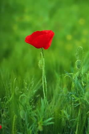 Papavero . Esemplare di Papaver rhoeas.De Agostini Picture Library/P. Borella