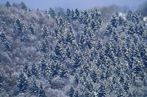 Parco Nazionale . Veduta della Foresta Bavarese, in Germania, dopo una nevicata.De Agostini Picture Library/G. Cappelli