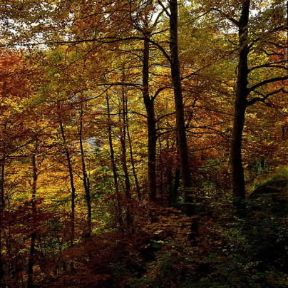 Parco Nazionale . Bosco di faggi nel Parco Nazionale d'Abruzzo.De Agostini Picture Library/P. Jaccod