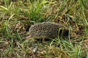 Aculeo. Esemplare di riccio (Erinaceus europaeus ).De Agostini Picture Library/L. Andena