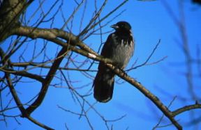 Cornacchia. Esemplare di Corvus cornix.De Agostini Picture Library / A. Calegari