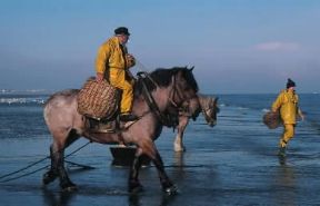 Belga. Un esemplare della razza equina da tiro, utilizzato nella pesca ai gamberetti.De Agostini Picture Library/C. Sappa