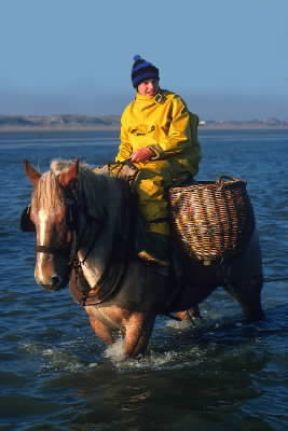 Belga . Un esemplare della razza equina da tiro pesante.De Agostini Picture Library/G. Sappa