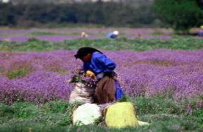 Bulgaria. Raccolta della lavanda.De Agostini Picture Library/A. De Gregorio