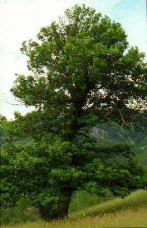 Castagno . Albero di Castanea sativa.De Agostini Picture Library/ 2 P