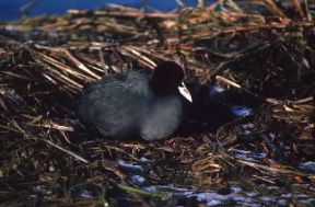 Folaga. De Agostini Picture Library/A. Calegari