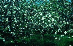 Melo. Esemplare di Pyrus malus.De Agostini Picture Library/C. Soli