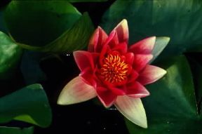 Ninfea. Fiore di Ninfea alba.De Agostini Picture Library / A. Facchinetti