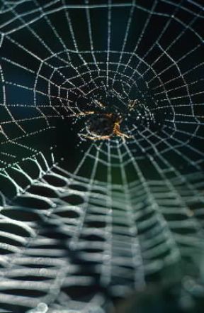 Ragno. Una tela dell'animale.De Agostini Picture Library/C. Sappa
