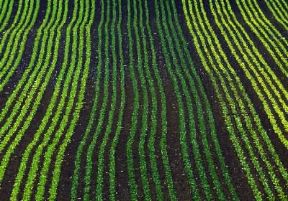 Svizzera. Campi coltivati nella zona di Kerzers nel Cantone di Berna; l'agricoltura del Paese Ã¨ quasi interamente tributaria dall'estero.De Agostini Picture Library/A. Vergani