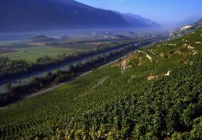Svizzera. Vigneti presso Sierre nella valle del Rodano.De Agostini Picture Library/A. Vergani