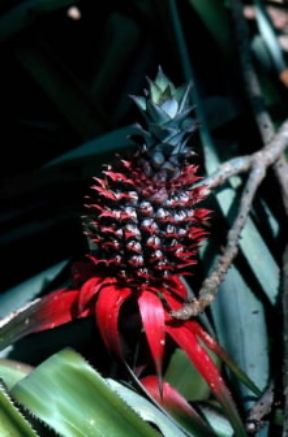 Ananasso. De Agostini Picture Library/M. Bertinetti