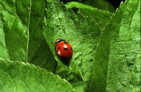 Coleotteri. Coccinella. De Agostini Picture Library / M. Giovanoli