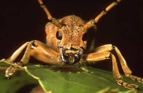 Coleotteri. Saperda carcharias.De Agostini Picture Library / E. Bertaggia