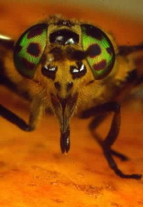 Ditteri . Esemplare di dittero appartenente alla famiglia Tabanidi.De Agostini Picture Library/E. Bertaggia