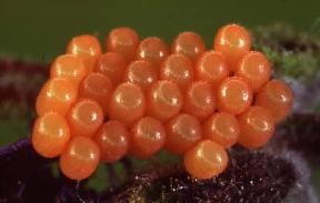 Emitteri. Uova di Pentatomide.De Agostini Picture Library/E. Bertaggia