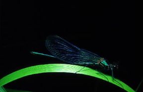 Libellula. Giovane esemplare di Agrion puelia.De Agostini Picture Library/C. Sappa