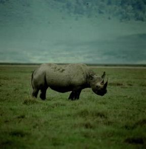 Rinoceronte. Esemplare di rinoceronte nero (Diceros bicornis).De Agostini Picture Library/P. Jaccod