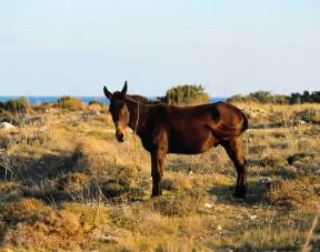 Bardotto.De Agostini Picture Library / G. Nimatallah