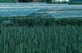 Agricoltura. Coltivazioni in serra.De Agostini Picture Library/G. SioÃ«n