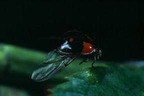 Ala. Esemplare di Adalia bipunctata.De Agostini Picture Library/A. Calegari