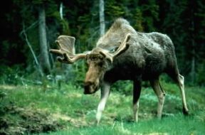 Alce . Esemplare di maschio adulto.De Agostini Picture Library/M. Bertinetti