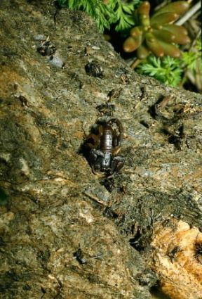 Aracnidi. Uno scorpione (Euscorpius germanus).De Agostini Picture Library/M. Giovanoli
