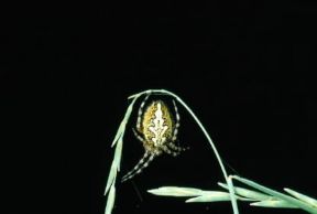 Aracnidi. Un esemplare di Araneus ceropegius.De Agostini Picture Library/M. Giovanoli