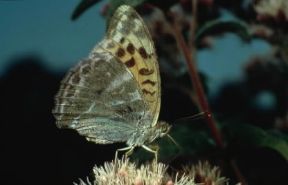 Arginnide. Un esemplare di Argynnis paphia.De Agostini Picture Library/E. Bertaggia