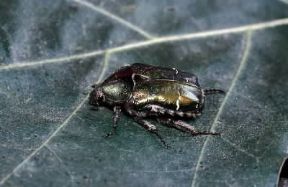 Artropodi. Un esemplare d'insetto (Cetonia aurata ).De Agostini Picture Library/A. Calegari