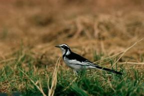 Ballerina. Esemplare di Motacilla alba.De Agostini Picture Library / P. Jaccod