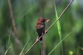 Beccamoschino . Esemplare di Cisticola juncidis.De Agostini Picture Library/L. Andena
