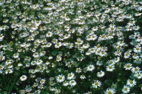 Camomilla. Matricaria chamomilla in fiore.De Agostini Picture Library/M. Pizzirani