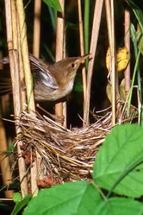 Cannaiola (Acrocephalus scirpaceus).De Agostini Picture Library/L. Andena