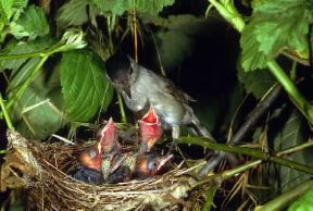 Capinera. Esemplare di Sylvia atricapilla con i suoi piccoli.De Agostini Picture Library/L. Andena