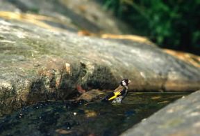 Cardellino (Carduelis carduelis).De Agostini Picture Library/C. Galasso