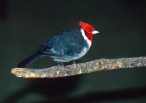Cardinale brasiliano. De Agostini Picture Library/A. Calegari