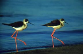 Cavaliere d'Italia. Due esemplari dell'uccello caradriiforme.De Agostini Picture Library/F. Galardi
