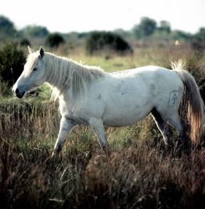 Cavallo. Un esemplare della Camargue.De Agostini Picture Library/G. Cappelli