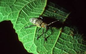 Cerambicidi. Femmina di Aromia moshata.De Agostini Picture Library/ La Palude