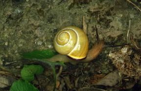 Chiocciola. Esemplare di chiocciola (Cepaea hortensis).De Agostini Picture Library/M. Giovanoli