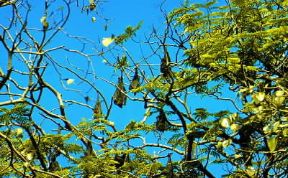 Chirotteri. Esemplari di volpe volante (Pteropus giganteus).De Agostini Picture Library/G. Cappelli