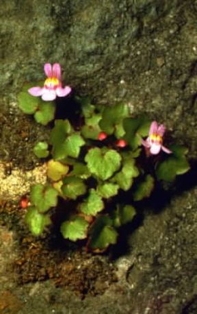 Cimbalaria. Esemplare di Linaria cymbalaria.De Agostini Picture Library/E. Bertaggia